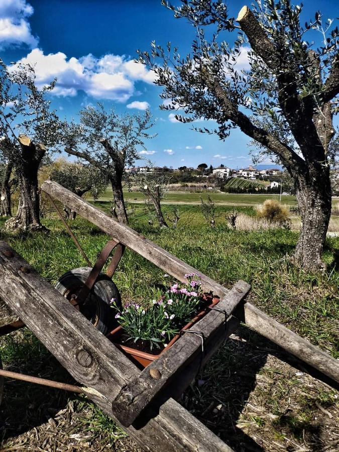 The Olive Grove In Tuscany Toiano Zewnętrze zdjęcie